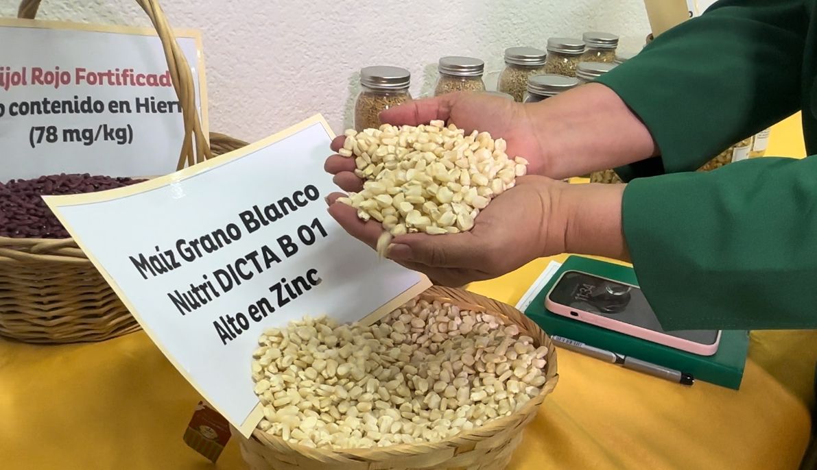 SAG realiza lanzamiento de dos variedades de semilla con alto valor nutricional en maíz y frijol