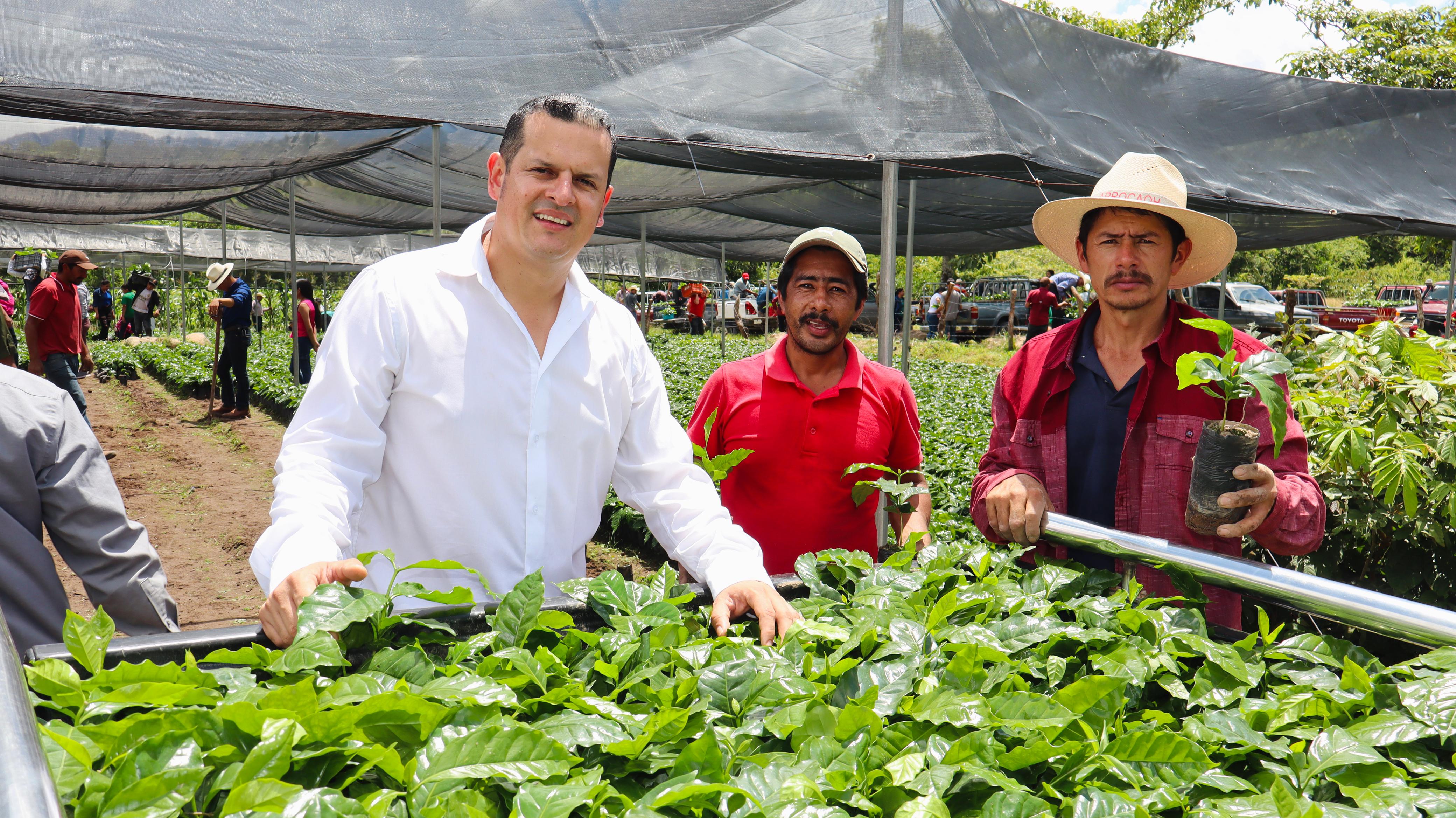 La Caficultura hondureña, motor de la economía: cosecha 2024-2025 cierra con más de $2,148 millones en divisas