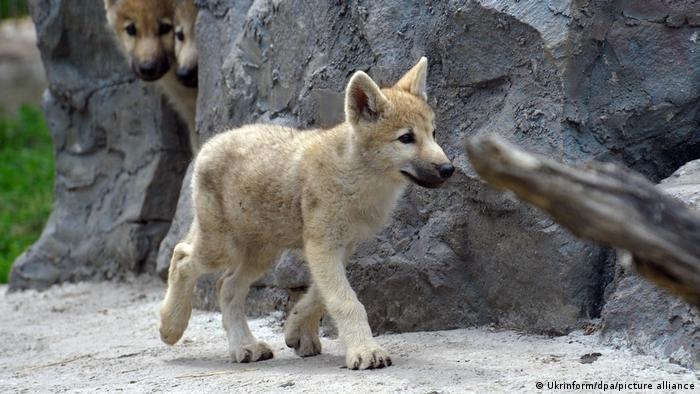 Clonan al lobo ártico catalogado como especie en extinción