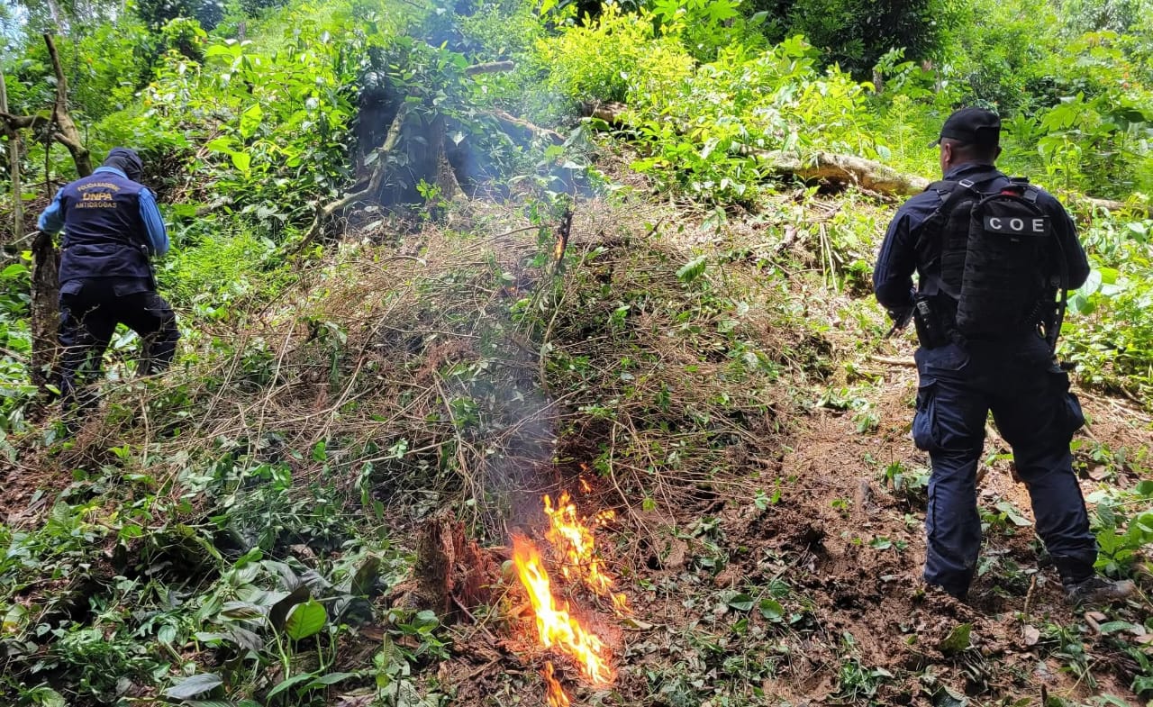 Policías antidrogas erradican plantación de 28 mil arbustos de hoja de coca en Colón