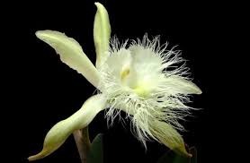 25 de noviembre, Día de la Flor Nacional de Honduras

 