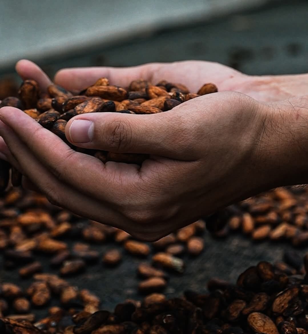 Finca Villa Julia, aldea El Carmen, San Pedro Sula se convierte en referente del cultivo sostenible de cacao