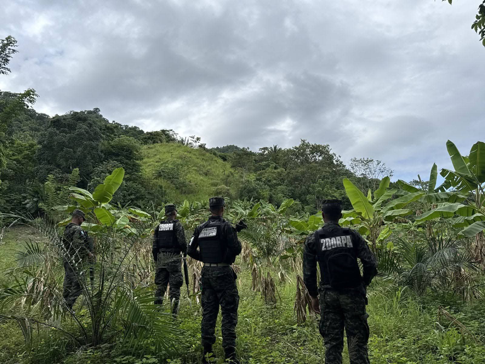 Atlántida: ICF detecta cultivo ilegal en área protegida del Parque Nacional Nombre de...