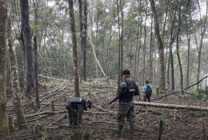 Autoridades detectan cinco hectáreas deforestadas para cultivo de cardamomo en Quimistán