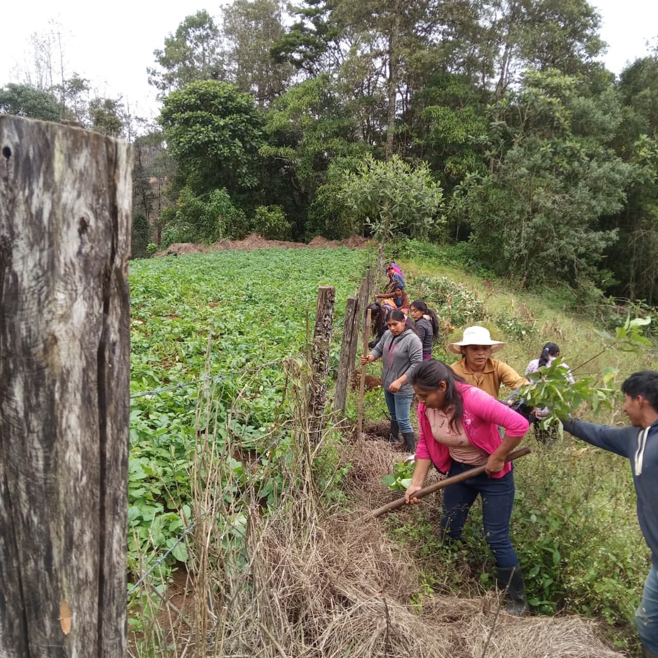 Comunidades fortalecen la adaptación climática con reforestación en el occidente del país...