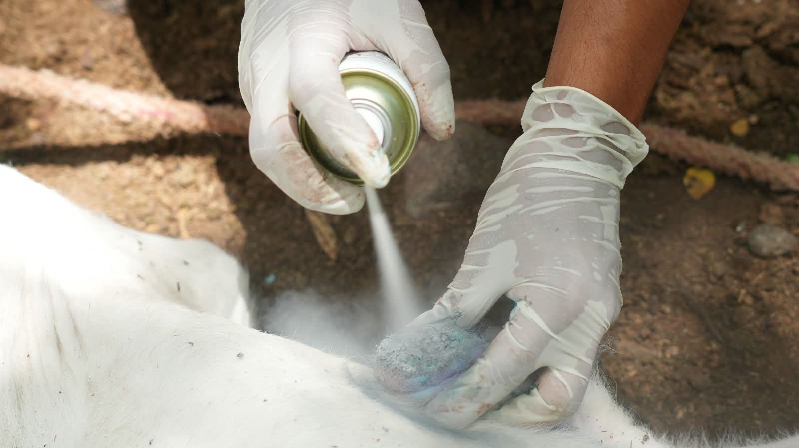 Gobierno continúa con acciones para combatir el gusano barrenador del ganado en el país