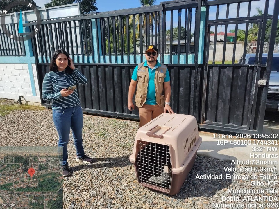 Protección de la vida silvestre: ICF rescata grisón y garantiza su rehabilitación