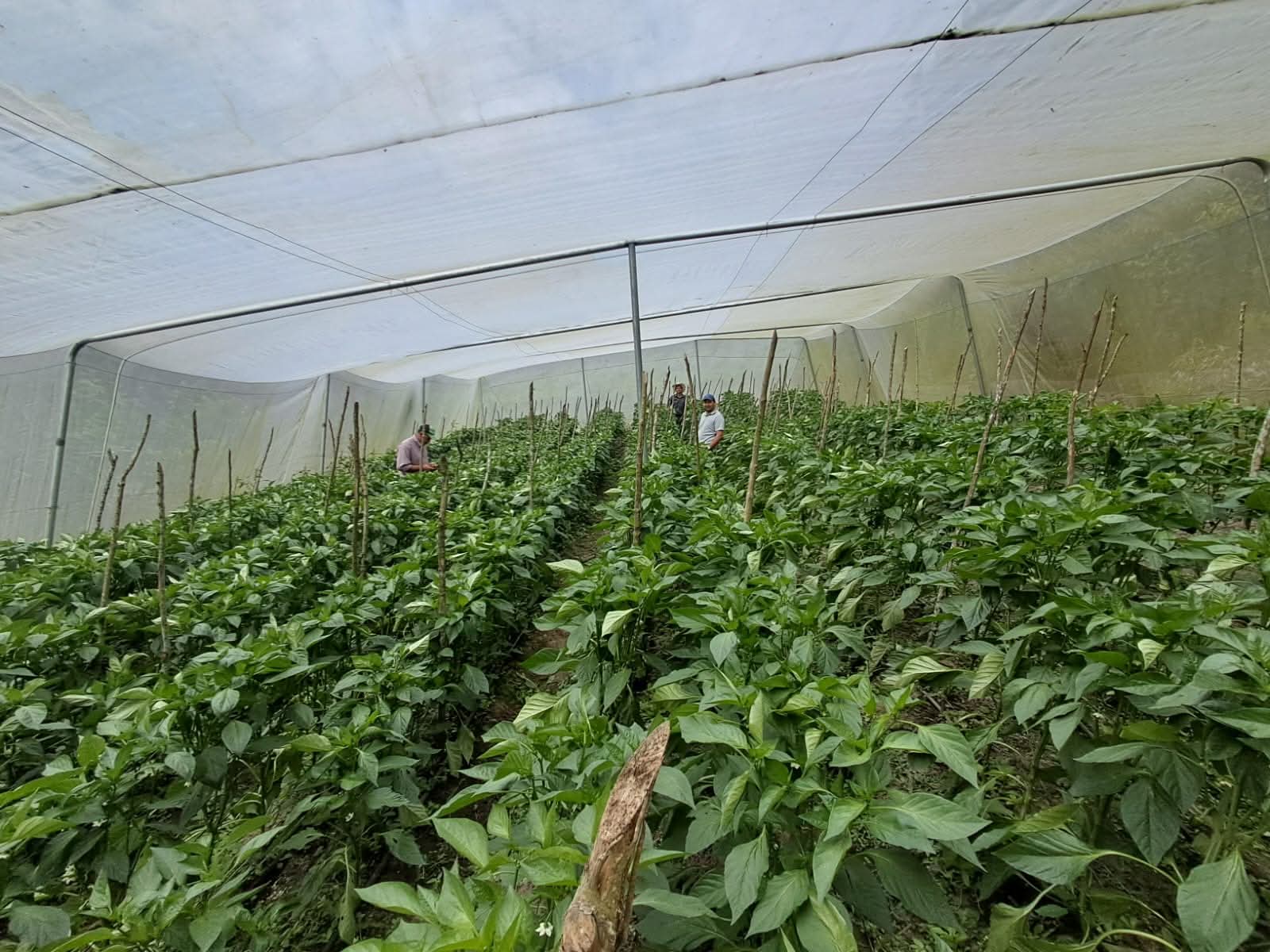 Gobierno entrega proyecto de casa malla a productores de Lempira