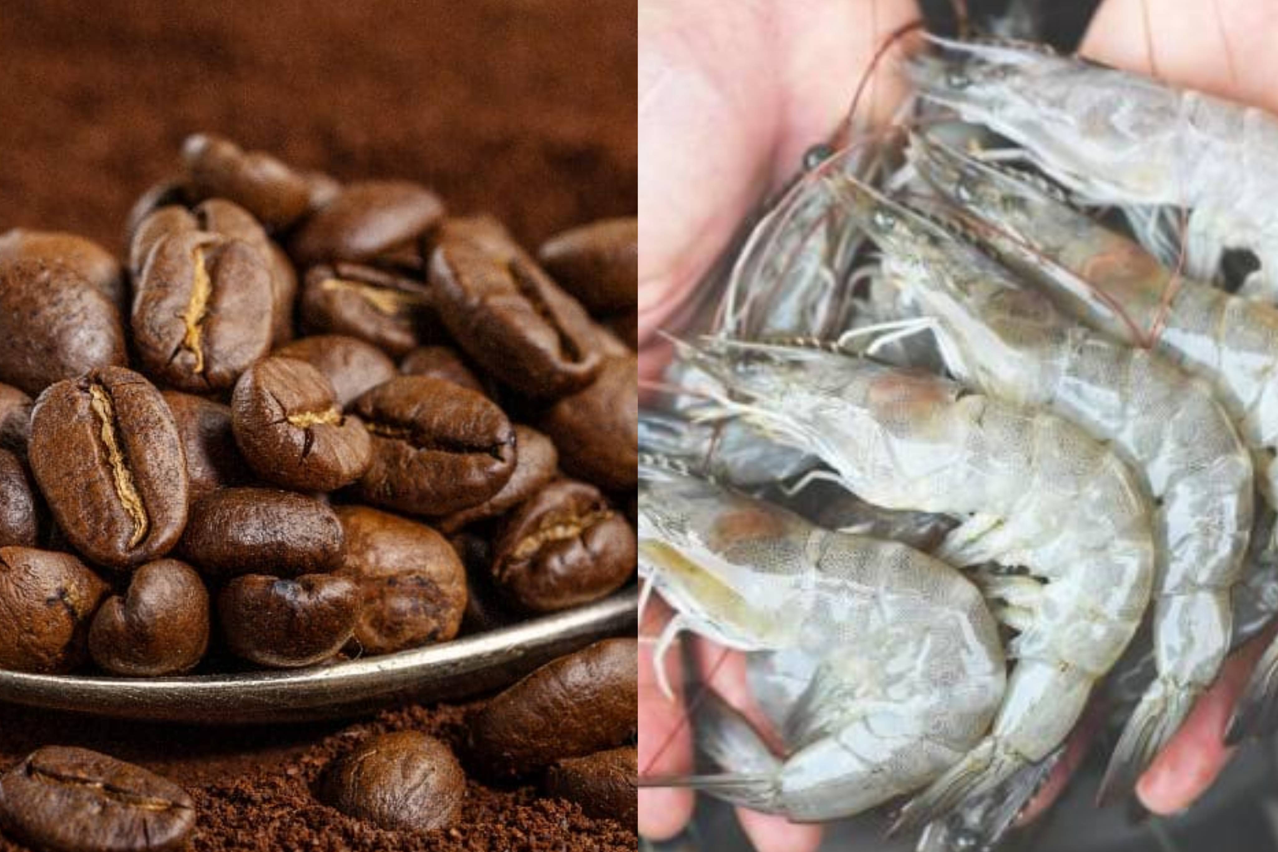 Café, camarón y aceite de palma lideran repunte exportador