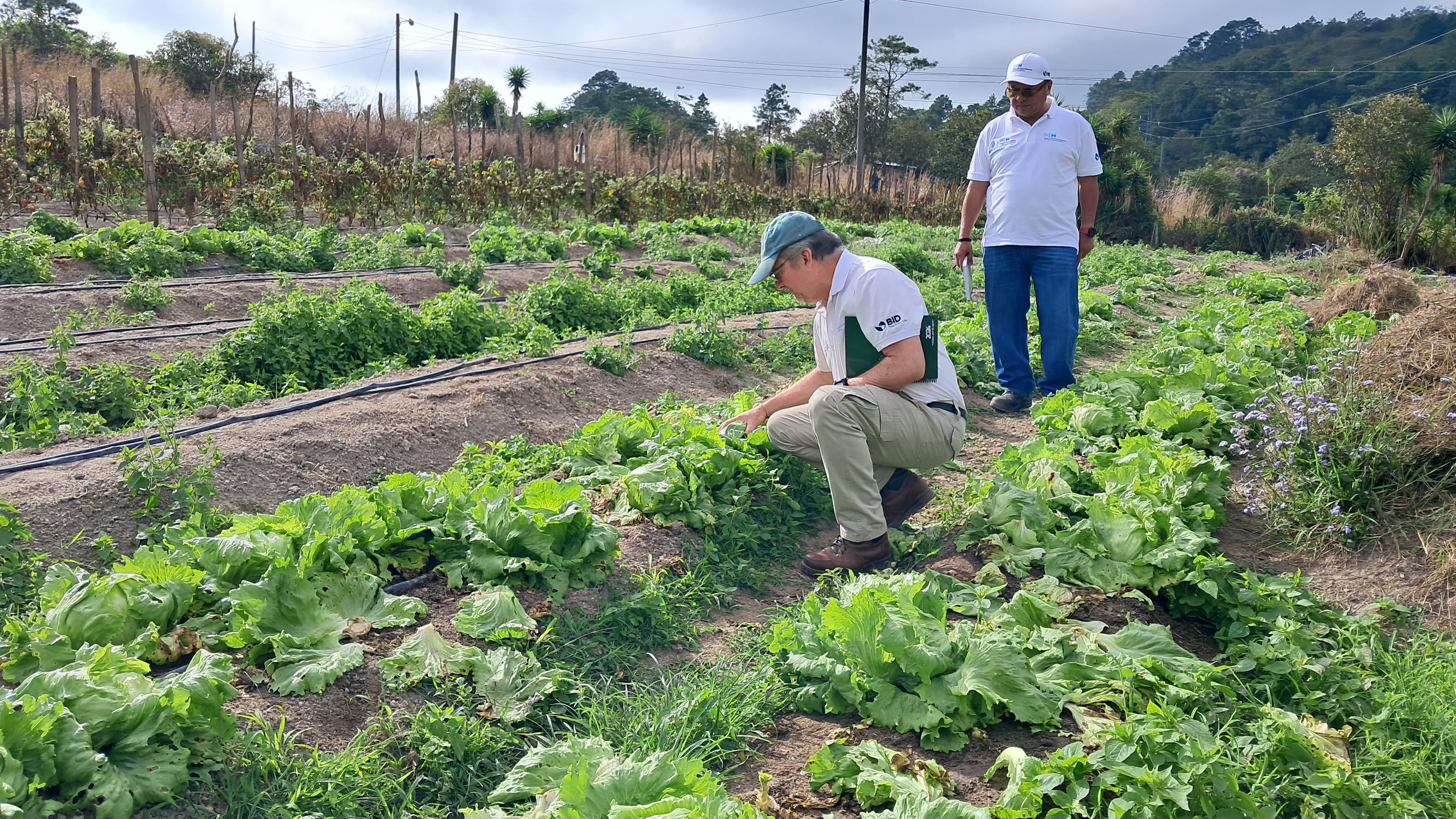Gobierno invierte más de 260 millones de lempiras en productores del corredor seco para enfrentar el cambio climático