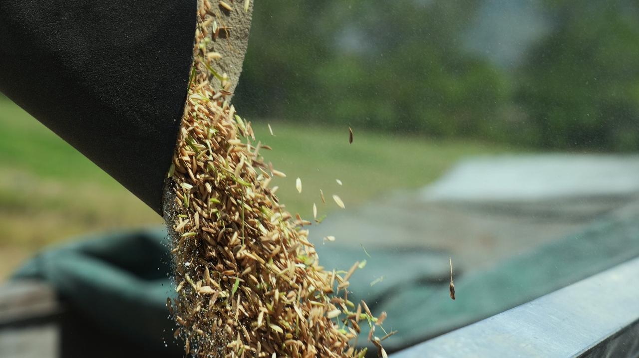 Producción de granos básicos crece y fortalece la seguridad alimentaria en el país