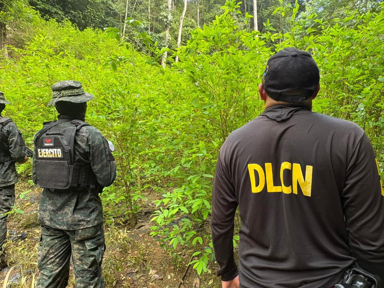 FFAA y DLCN asegura dos plantaciones con más de 16 mil arbustos de hoja de coca en Colón