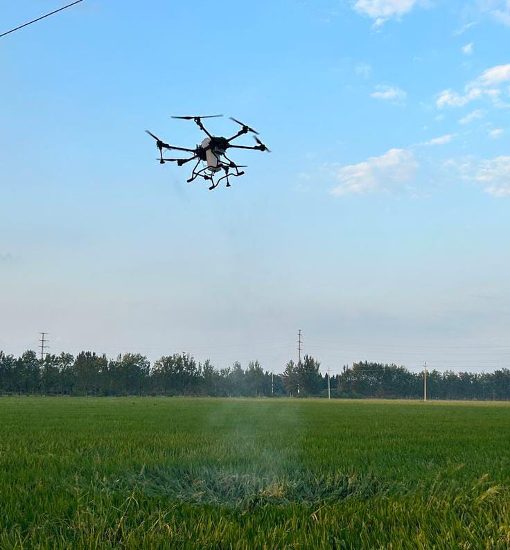 SAG-SENASA y OIRSA fortalecen capacidades del personal técnico para la vigilancia fitosanitaria de la langosta voladora