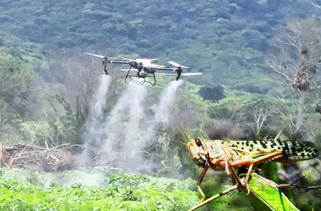 En Olanchito, Yoro SENASA mantiene  acciones de control con tecnología de punta contra langosta vo...
