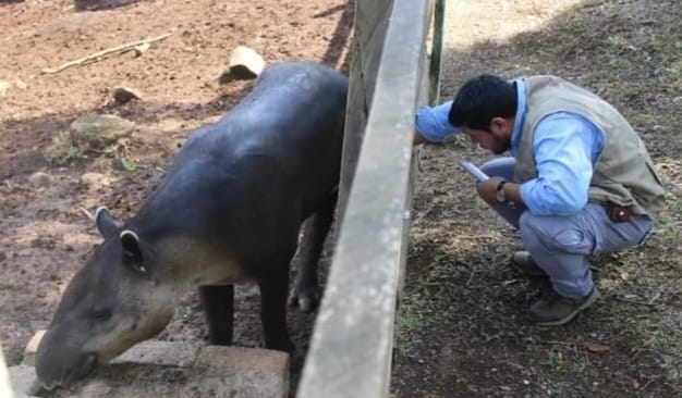 Médico veterinario contratado por el ICF realizó revisiones en zoológico de Joya Grande...