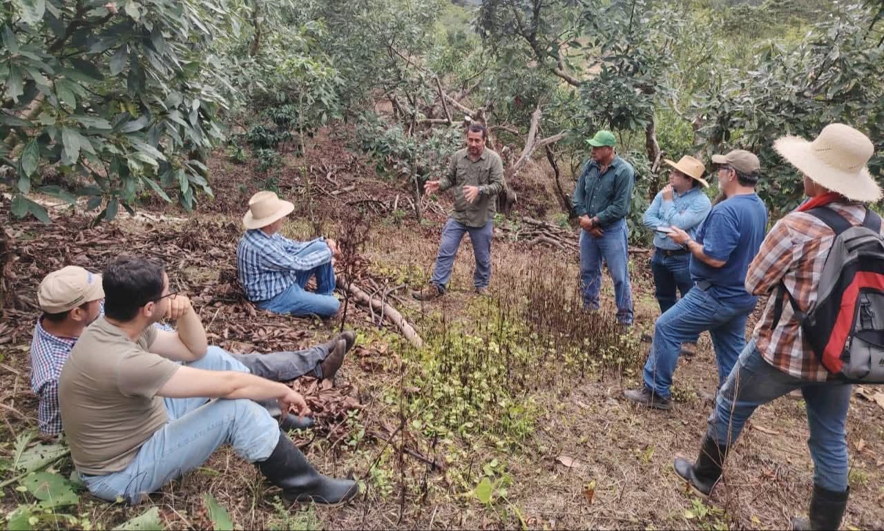 Junto a experto mexicano evalúan producción de aguacate en Santa Bárbara