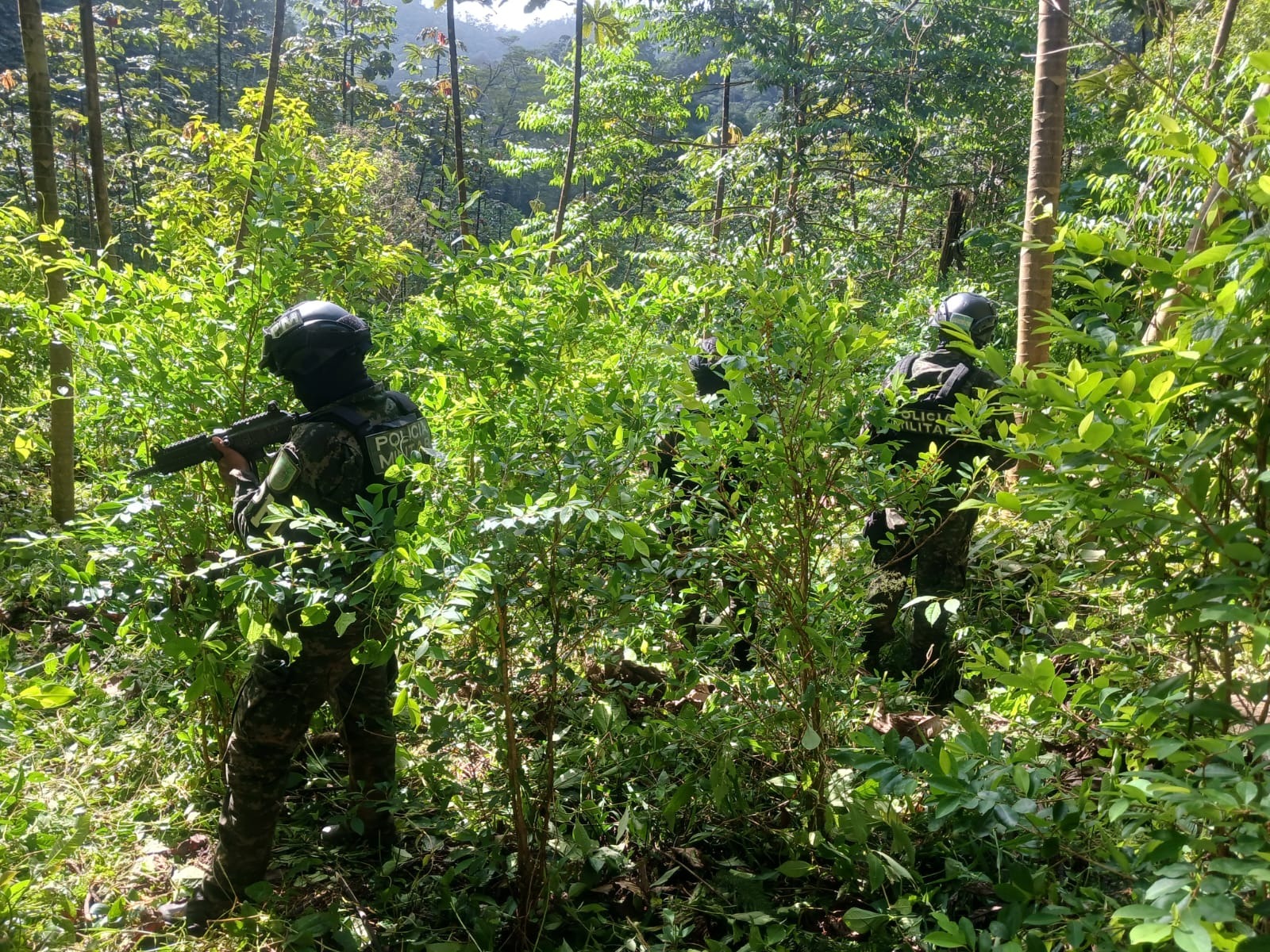 FFAA asegura plantación con 12 mil arbustos de hoja de coca en Atlántida