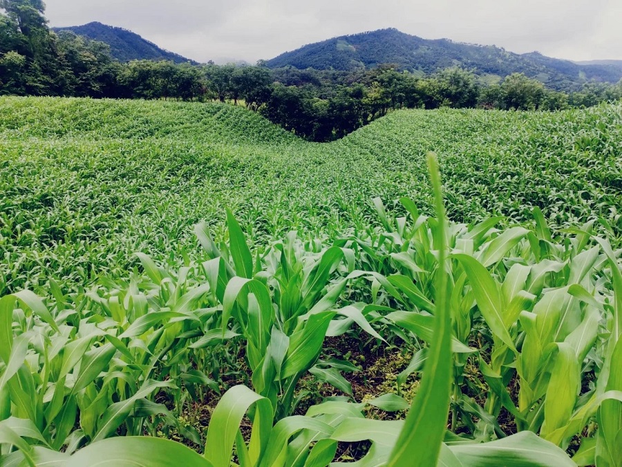 Más de 940 millones de lempiras ha desembolsado en créditos BANADESA para los productores