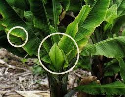 SENASA realizó taller para el fortalecimiento de capacidades de diagnóstico del virus Banana Bunchy Top en musáceas