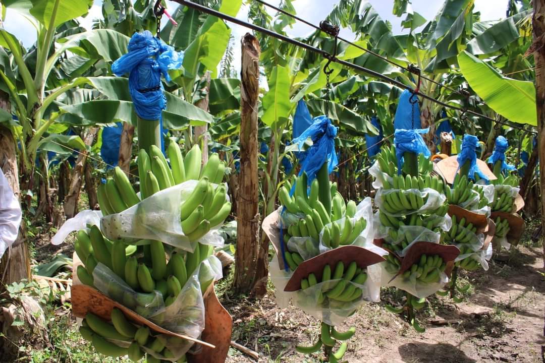 A través de asistencia técnica de la SAG 15 contenedores con banano se exportan semanalmente a Estados Unidos