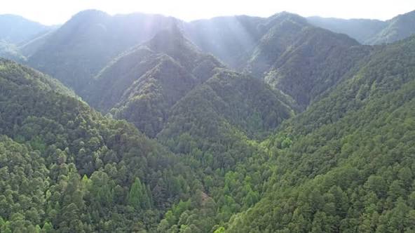 Bajo el liderazgo de Xiomara Castro, Honduras avanza  la Cero Deforestación al 2029