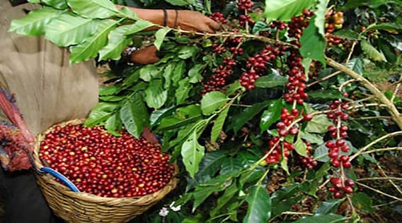 El Gobierno de Xiomara Castro benefició a mas de 1,500 productores de Café en Lempira