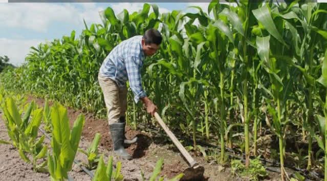 El Campo hondureño está dando de comer y generando esperanza