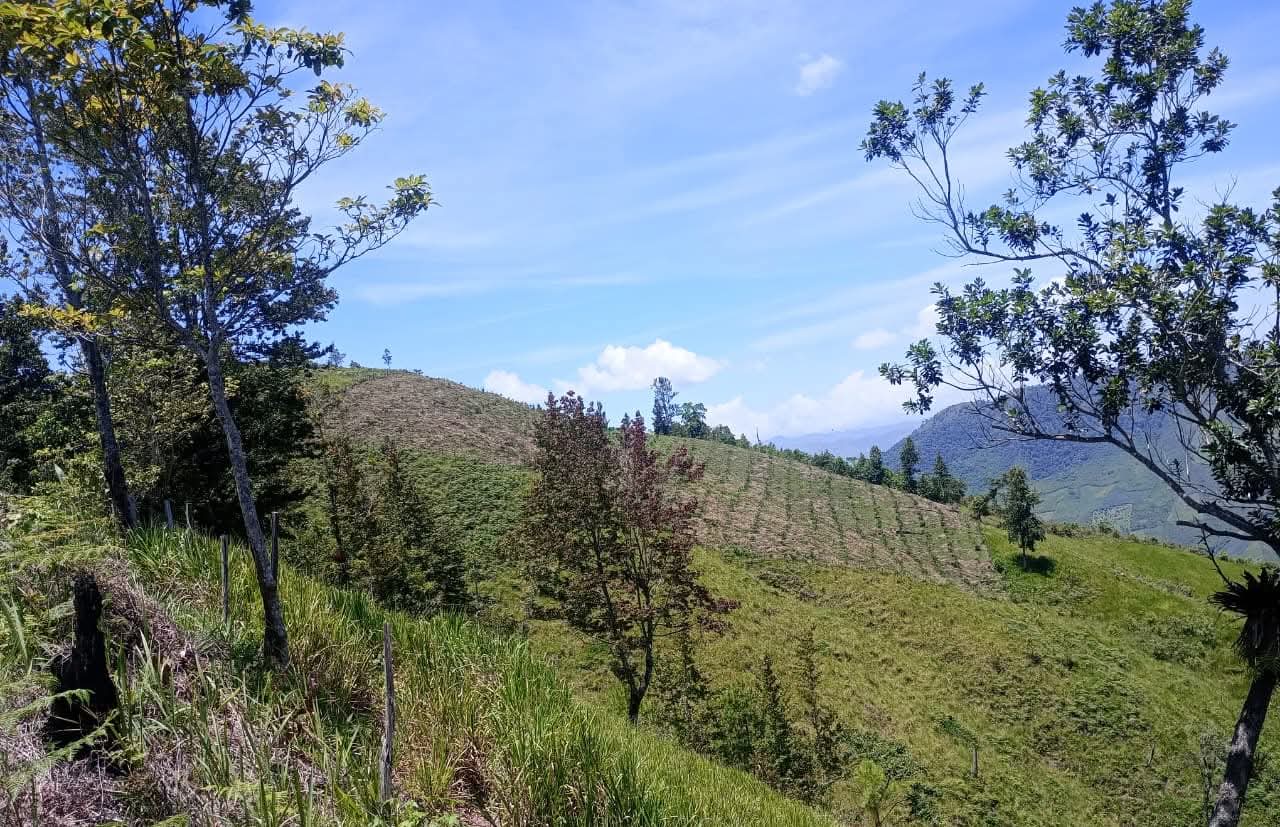 Supervisan proyecto de cardamomo en el departamento de Yoro
