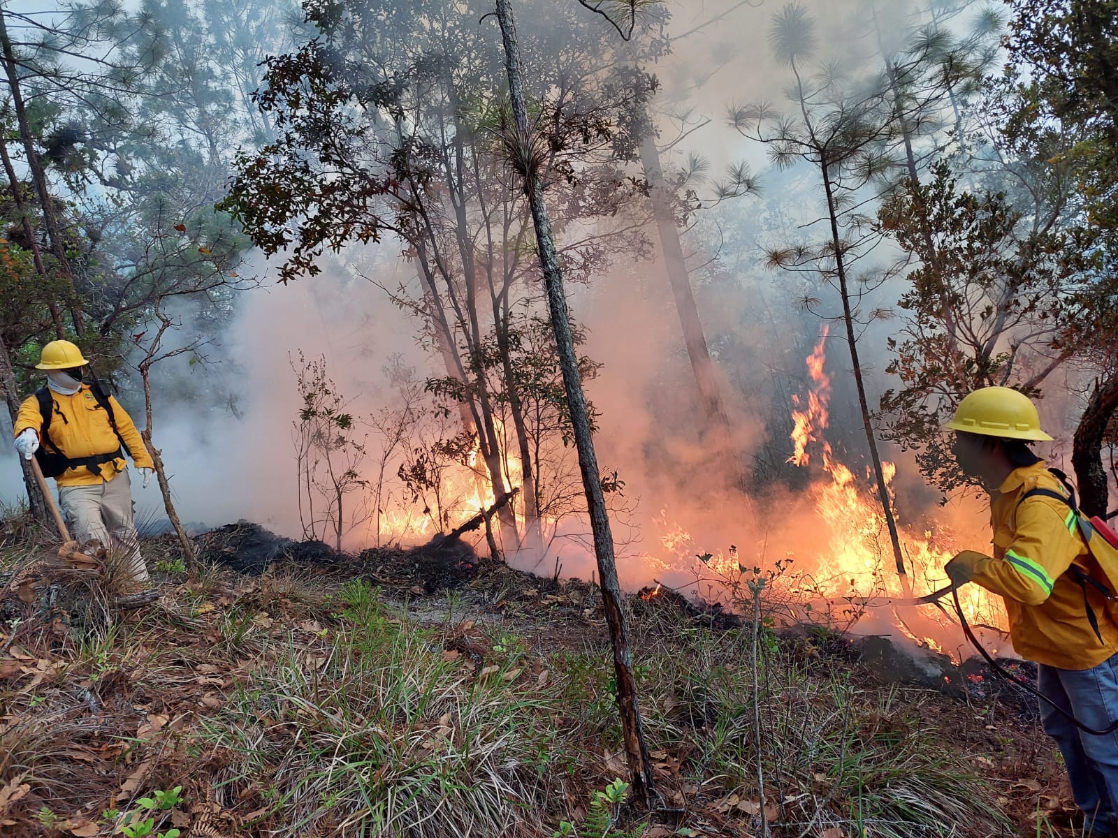 ICF y SEDENA continúan combatiendo incendio reportado en la montaña de Celaque