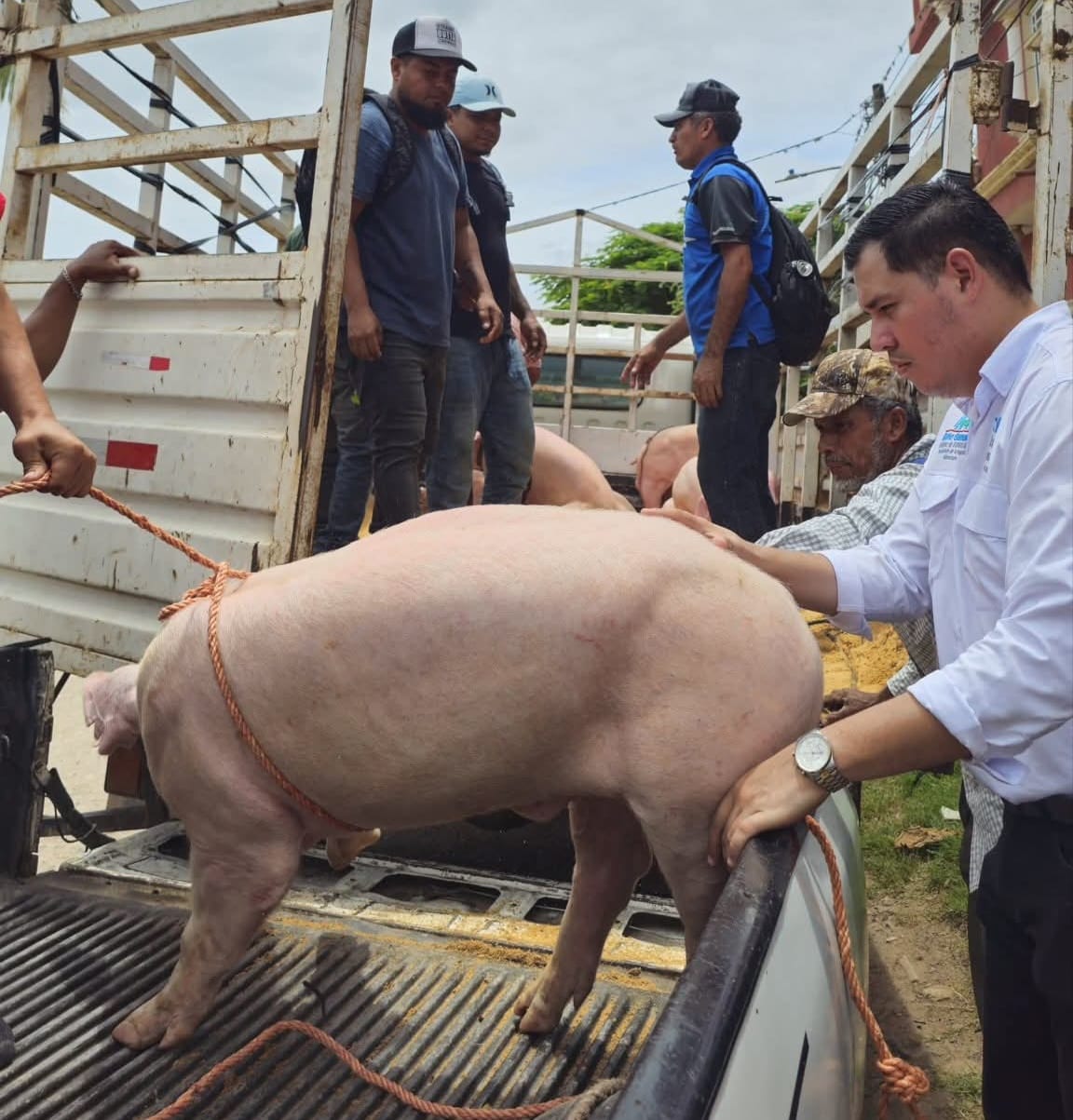 Bono Ganadero entrega cerdos de alta genética en varios sectores del país