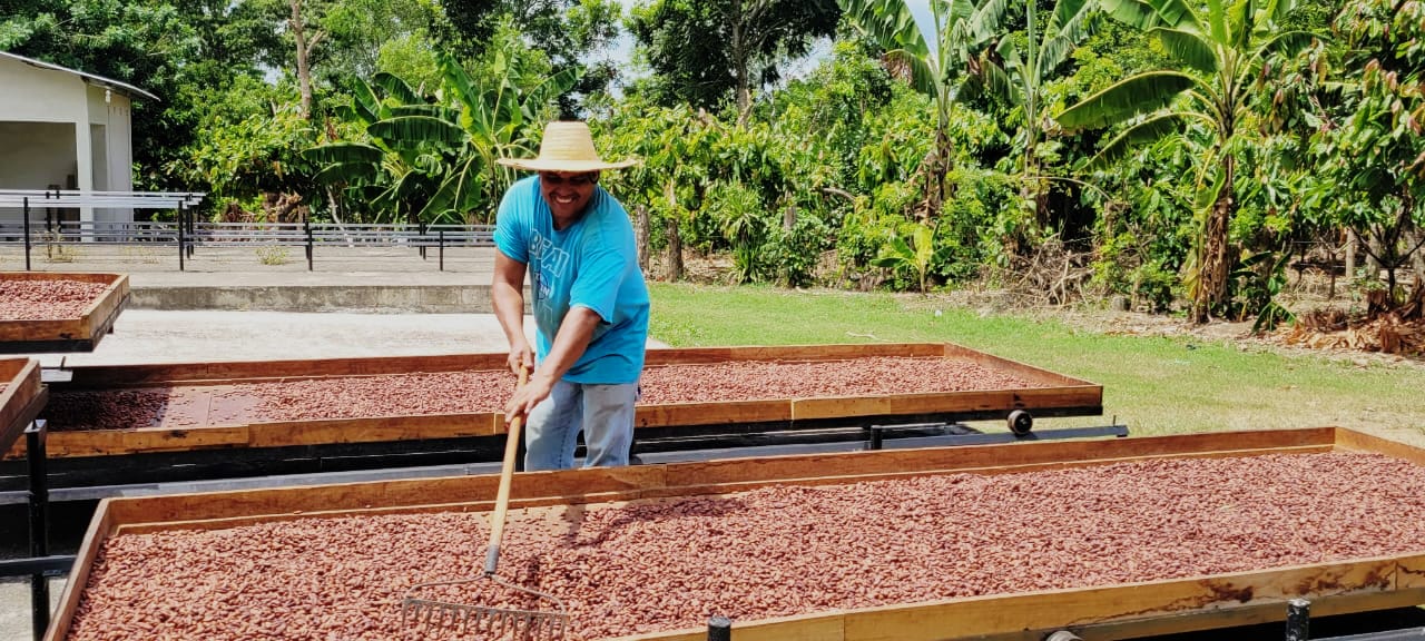 Cacao hondureño conquista mercados internacionales y genera divisas de más de L. 200 millones