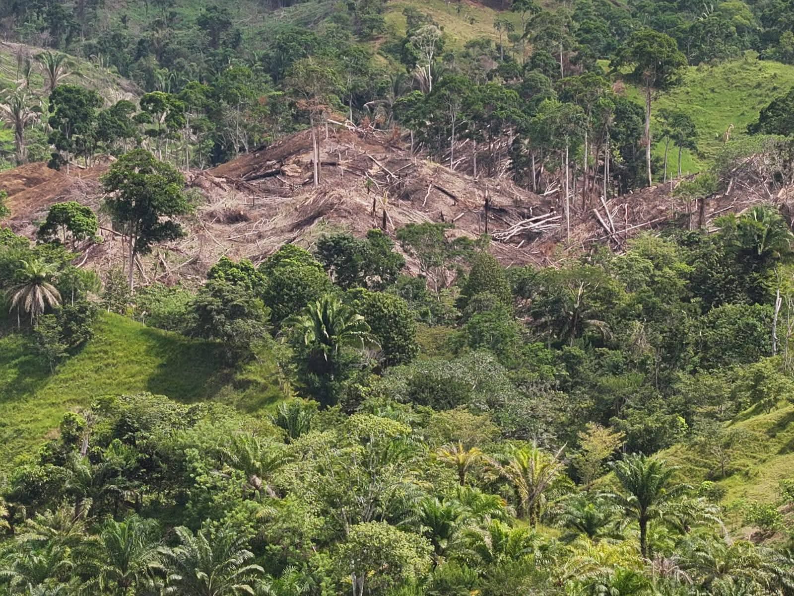 ICF a través de la FTIA realizan inspección de alerta de deforestación en Arizona, Atlántida