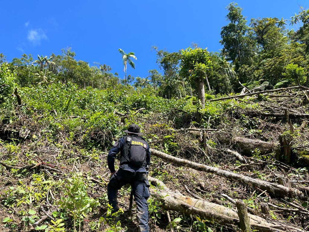 Equipo antidrogas incinera plantación de arbustos de hoja de coca en Patuca, Olancho