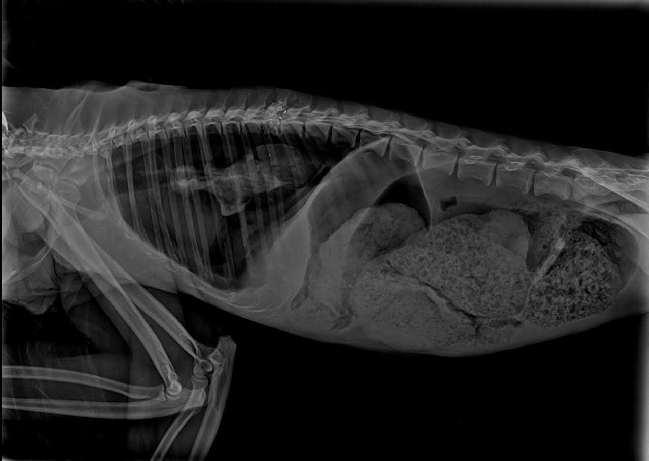 Rescate y Protección de la Vida Silvestre en Centro de Acopio de Atlántida