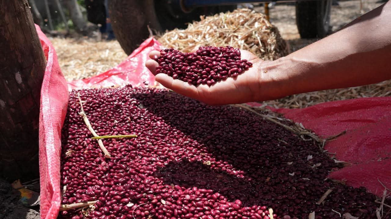 Producción de frijol alcanza cifras históricas en el país

 