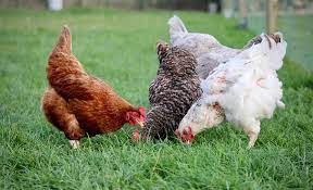 Ecuador: Vacunarán a más de dos millones de aves contra la influenza aviar