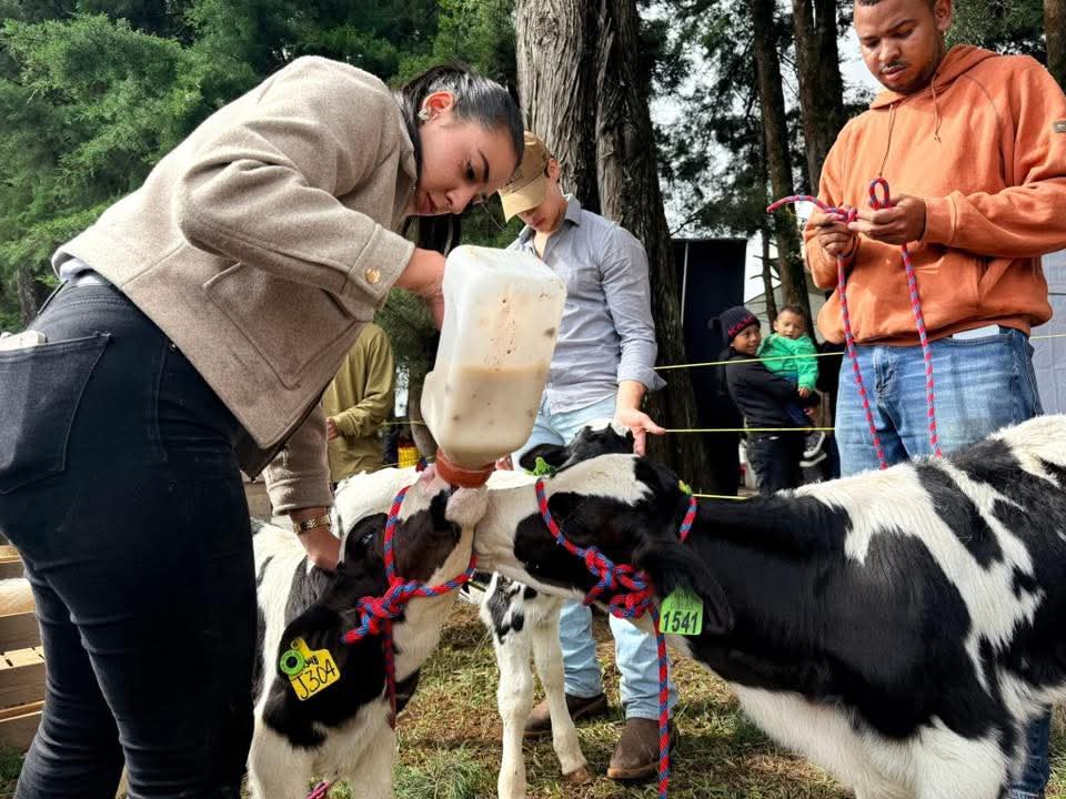 Gobierno fortalece la ganadería con asistencia técnica, mejoramiento genético y seguridad alimentaria