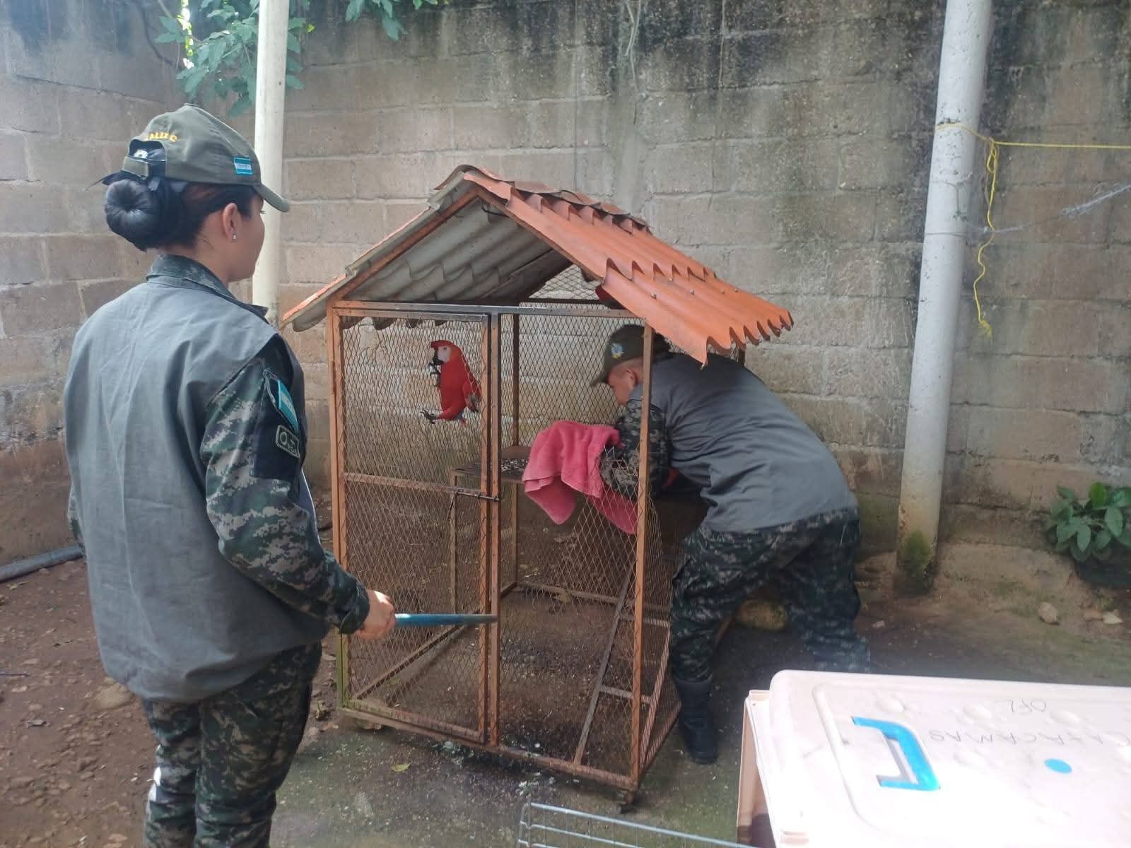 FFAA a través Comando de Apoyo al Manejo de Ecosistemas y Ambiente C-9 realizan recepción voluntaria de dos guaras rojas