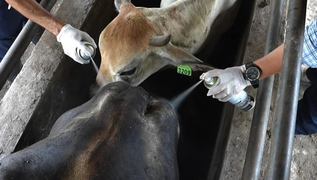 El Gobierno de la Presidenta Castro sigue con acciones para combatir Gusano Barrenador