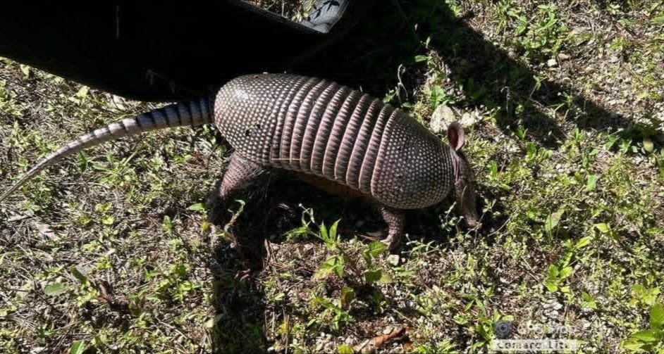 ICF a través de la FTIA, efectuaron patrullaje en el sitio Cerro el Aguacate, Lepaterique, Francisco Morazán