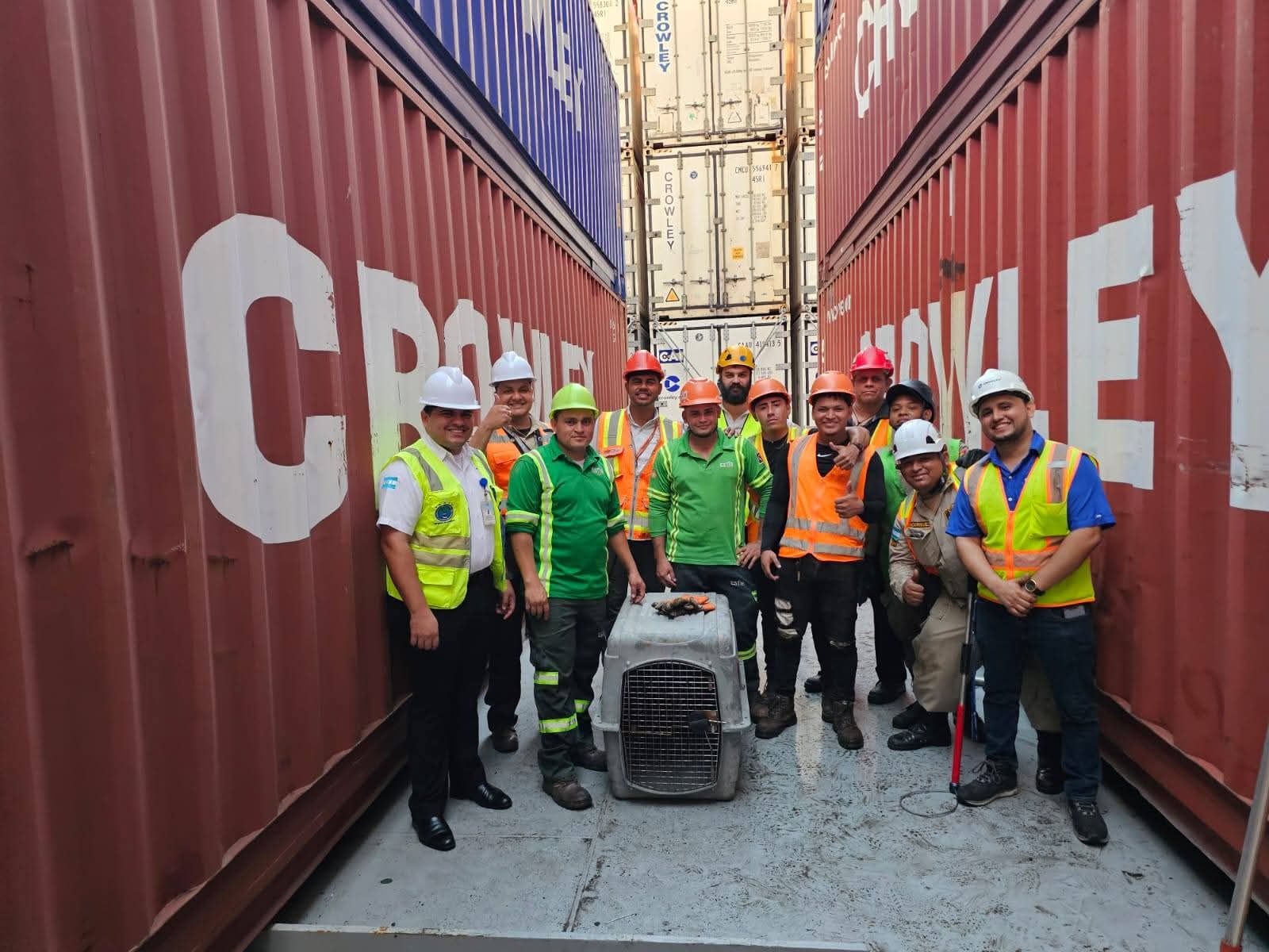 ICF y otras entidades, atienden incidencia  relacionada con una especie de mapache encontrado a  bordo de una embarcación proveniente de Estados Unidos