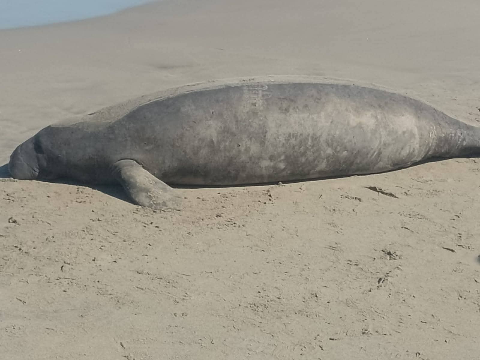 ICF y el Departamento de Vida Silvestre atienden denuncia de un manatí sin vida en la comunidad garífuna de San Juan, Tela