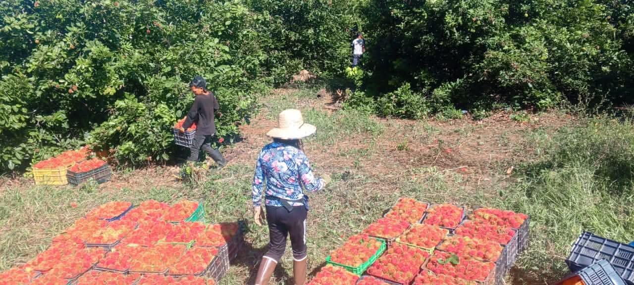 Realizan supervisión de producción de rambután en Sico, Paulaya
