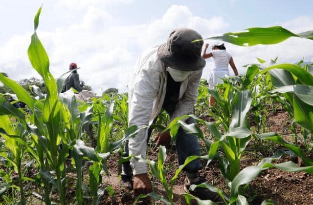 Forbes destaca que el gobierno de la presidenta Xiomara Castro prioriza  la seguridad alimentaria 