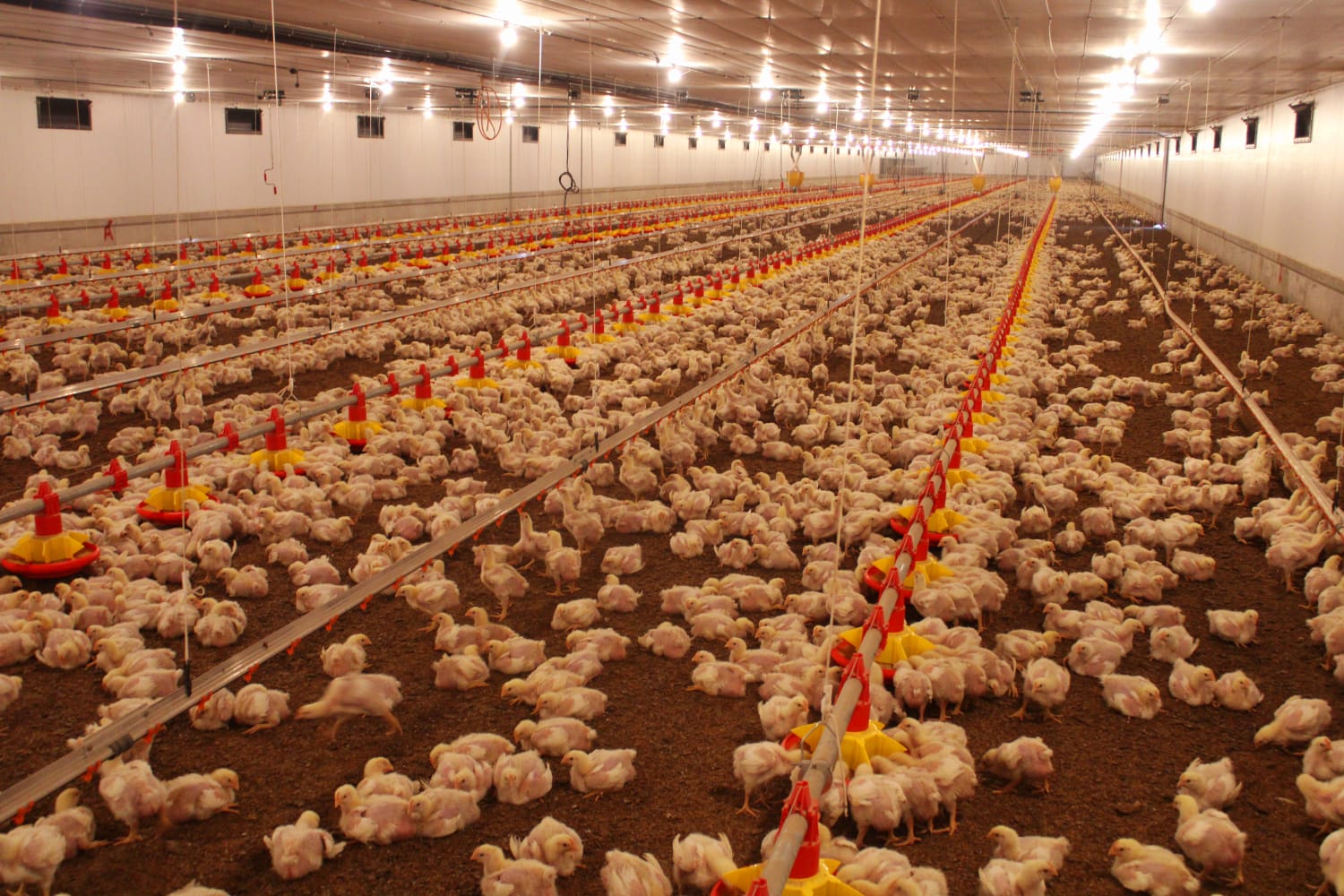 SAG-Senasa fortalece sistema sanitario en granjas avícolas a nivel nacional 