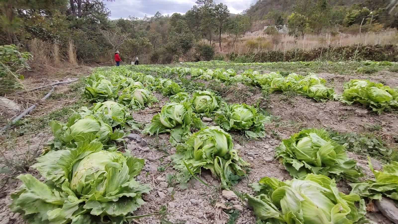 SENPRENDE visita a pequeños productores del campo para diagnosticar producción de granos y sistemas de riego en Marcala, La Paz