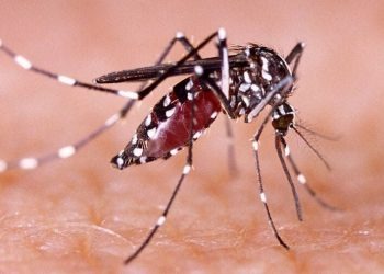 Hospital Escuela afirma que el dengue se redujo en un 91% en lo que va de 2025